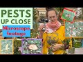 PESTS up close.. Thrips, spider mites and more | Plant with Roos