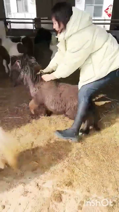 #Shetland Pony #Mini Pony Pet Pony #Recycle Riding Horses and Ponies