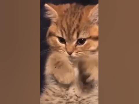 Милашка котяшка#милашка#котенок#youtubeshorts#likeforlikes#like# ...