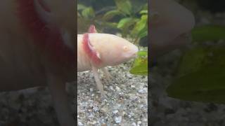 Аксолотль ест осьминога 😱#аксолотль #осьминог #аквариум #аквамир #axolotl