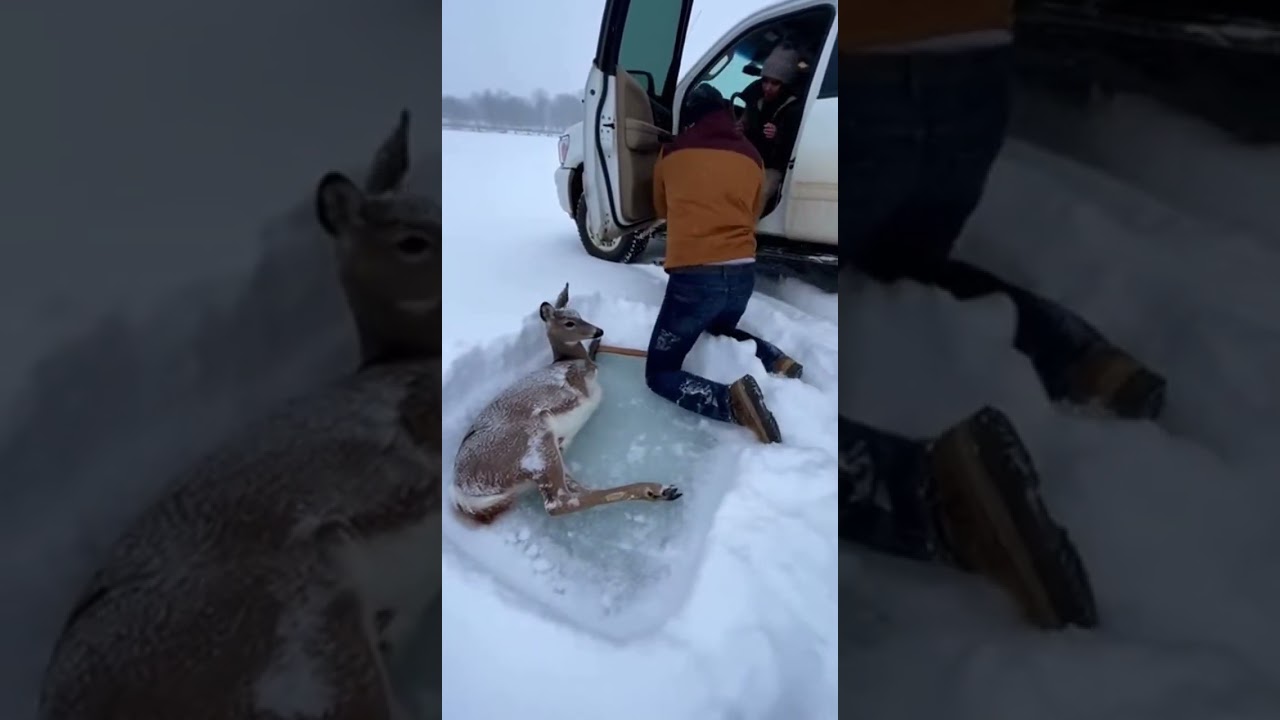 Frozen Mother Deer and Fawn Saved in a One-Shot Snowfield Rescue