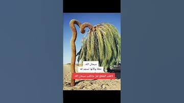 ولله يسجد مافي السموات والأرض. قرآن بصوت جميل يخشع له القلب للشيخ خالدالجليل@قراننت-تلاواتمختارة