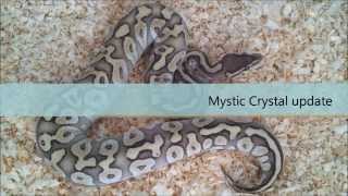 Famous Mystic Crystal Ball Python Update Wealth