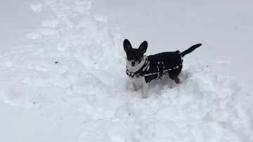 Kallie Nielsen and National geographic presents: Corgis