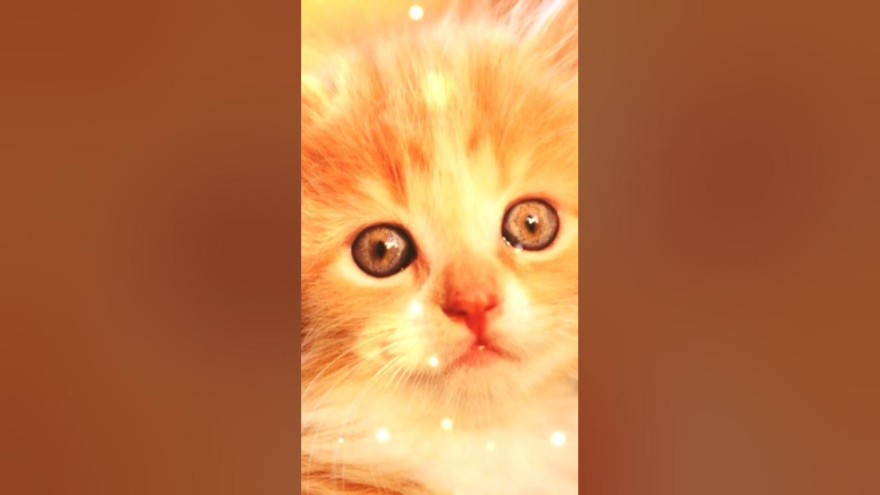 Look At My Eyes And Say Miaoo YouTube look-at-my-eyes-and-say-miaoo-youtube