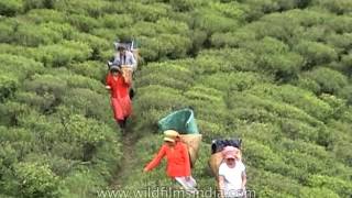 Temi Tea estate in Sikkim