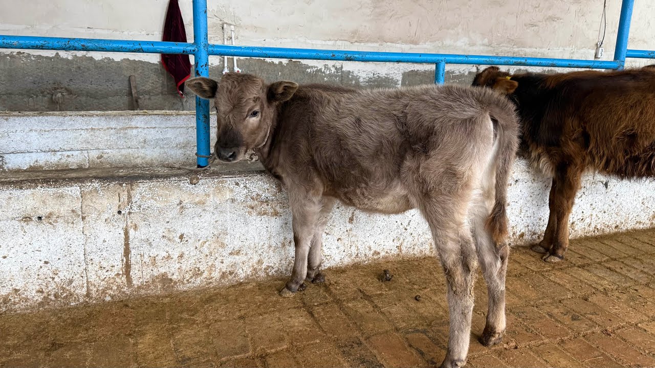 💥SHVET HUNOJIN VA YAXSHI BUQACHALAR SOTUVDA 💯