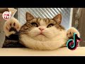 Tik tok cat - Funny cats videos 2019