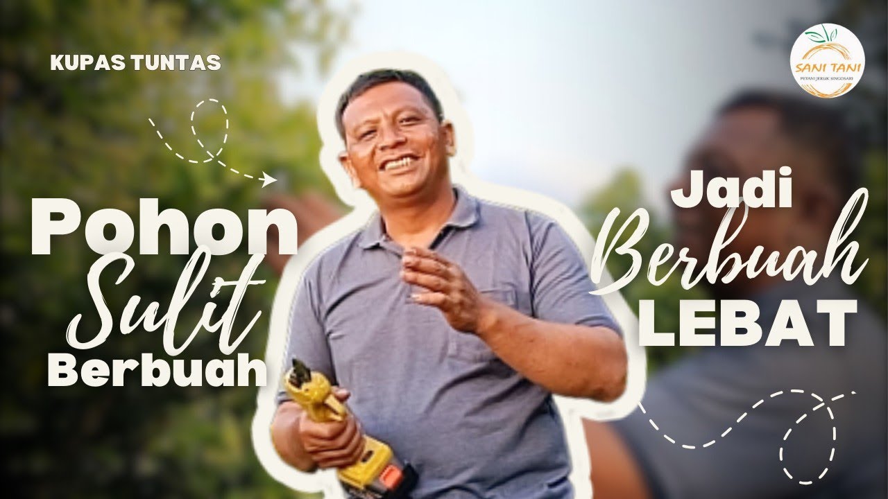 POHON JERUK SULIT BERBUAH ?? - SIMAK VIDEO INI