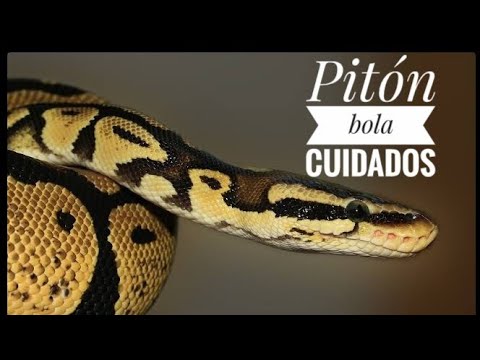 Video: ¿Cuánta humedad hay para la pitón bola?