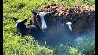 Check flock between torrential shower & a huge tree falls across road by Zwartbles Ireland Suzanna Crampton 823 views 12 days ago 11 minutes