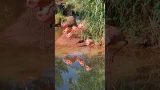 American flamingos at peace #abqzoo #birdslovers #birdwatchingfun #AmericanFlamingos #Flamingos
