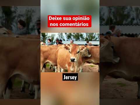 Vídeo: Ração para gado: tipos