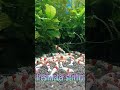 宮城えび様 ~赫灼(かくしゃく)~ #レッドビーシュリンプ #赫灼