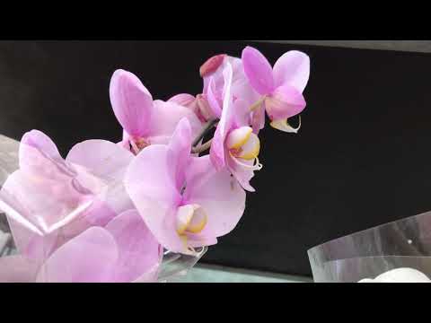 როგორ მოუაროთ ფალეონოფსისს?  მზე, წყალი, ტემპერატურა...