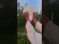 #funny pigeon video #pigeonlover #shorts