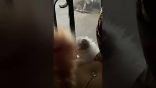 Nino , Playing With Oyen