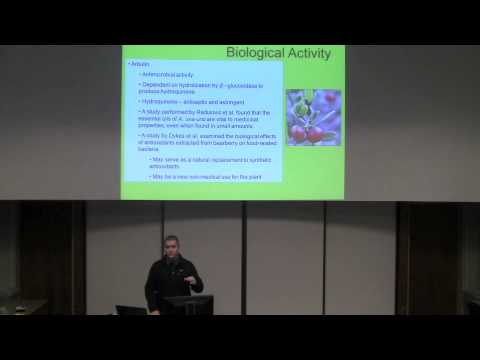 Video: Bearberry leaf - properties, action, contraindications