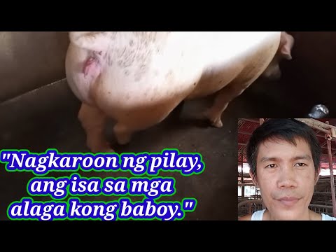 Nagkaroon ng pilay ang isa sa mga alaga kong baboy,.@Ger's Vlog.