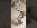 chihuahua dance, crazy chicken