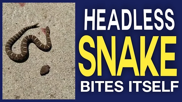 Headless Snake Bites Itself - Explained
