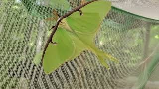 First Luna Moth of 2023 | Actias Luna | May 29, 2023