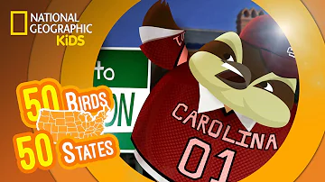 South Carolina - Feat. Rappers MC Wren the Wren and Wild Bill the Wild Turkey | 50 Birds, 50 States