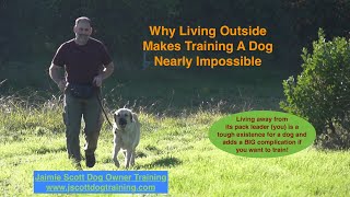 Why Living Outside Makes Training A Dog Nearly Impossible