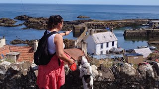 Spaniel Cam PT2  Finn's trip to the beach  Coldingham & St Abbs, Scottish Borders