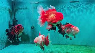 4K Uhd Ranchu Or Oranda? Meet The Cutest Dfish