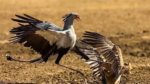 Птица-секретарь, искусный убийца владеющая кунг-фу. Птица секретарь против змей, орла.