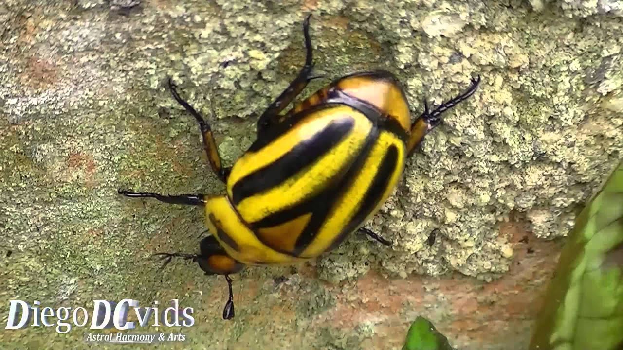 Featured image of post Rutela Lineola Besouro Preto E Amarelo This species is very variable