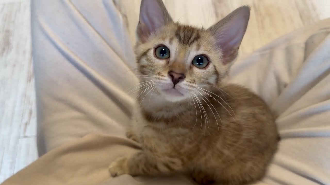 ベンガル子猫ちゃん達♡ベンガル猫専門☆ベンガル猫 ベルアンジュ