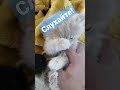Кіт-муркіт