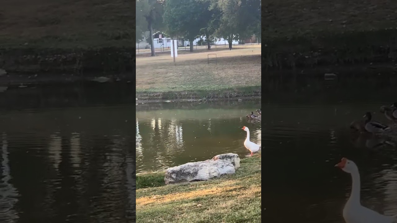 8 de octubre de 2025 los patos en la laguna 