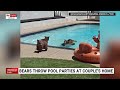 Family of bears cool off in California couple’s pool