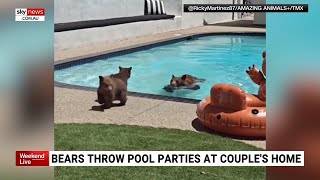 Family Of Bears Cool Off In California Couples Pool