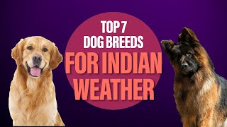 Golden Retriever to German Shepherd - 7 dog breeds for Indian weather by Sri Sai Pet World 531 views 9 days ago 4 minutes, 28 seconds
