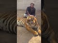 Bengal Tiger Pair Enjoy Weather #tiger #shorts