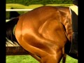 Cuidado muscular del caballo.
