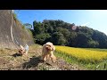 保護犬と先輩犬、よく歩き、食べて寝た日常Vlog【Day76】