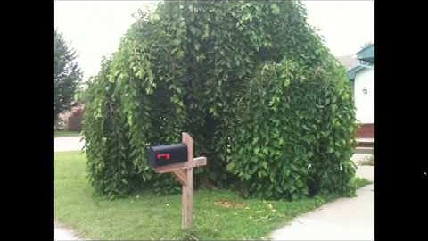 Weeping Mulberry Tree I think.