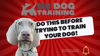 DO THIS BEFORE TRAINING YOUR DOG! Checklist for avoiding behavioural issues in pet dogs.