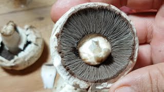 تنظيف الفطر الأبيض | how to clean mushrooms easily