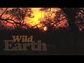 WildEarth - Sunrise - 13 July 2021