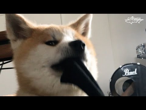 見せつけるように靴下を弄ぶ秋田犬