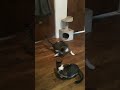 The wonder twin cats play with a lazer light