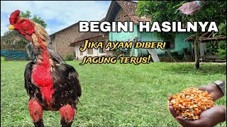 INI HASILNYA!! JIKA AYAM SELALU DIBERI PAKAN JAGUNG
