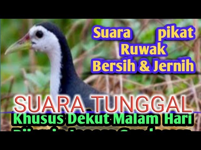 Suara Tunggal Pikat Ruak Ruak Paling Ampuh #masterpikat #suararuaktunggal #pikatruakruak class=