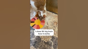 Fun new slow feeder puzzle! #russellthecat #catmanjohn